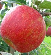Image result for Small Apple's in Canada