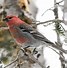 Image result for red bird