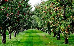 Image result for apples trees zones 6