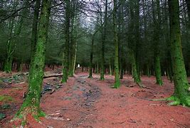 Image result for Wide Angle Woodland Photography