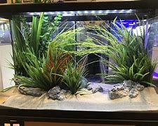 Image result for 29 Gallon Fish Tank