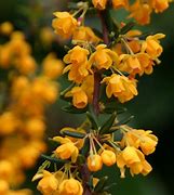 Image result for Berberis stenophylla