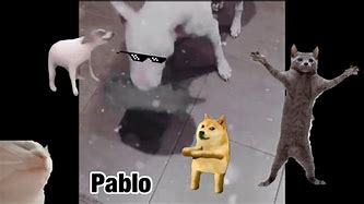 Image result for Pablo Dog Meme