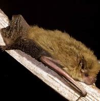 Image result for Zoo Animal Bat