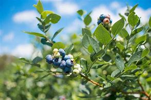 Image result for Blueberry Farm