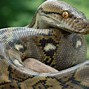 Image result for Python Anaconda Largest World Biggest Snake