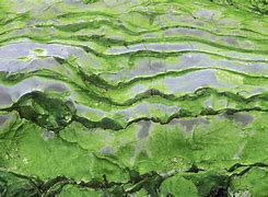 Image result for alga��