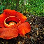 Image result for Giant Rafflesia Biggest Flower