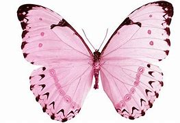 Image result for Real Flying Pink Butterfly White Background