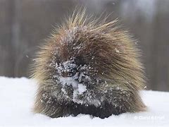 Image result for Porcupine Winter Coat