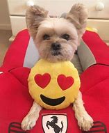 Image result for Yorkie Dog Halloween Costumes