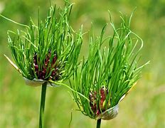 Image result for Allium brevicaule