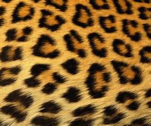 Image result for Cheetah Print Background Clip Art