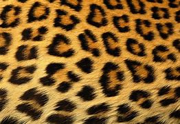 Image result for Cheetah Print Background
