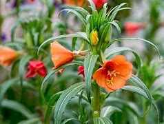 Image result for Oenothera Sunset Boulevard