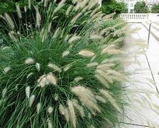 Image result for Pennisetum alopecuroides Cassian