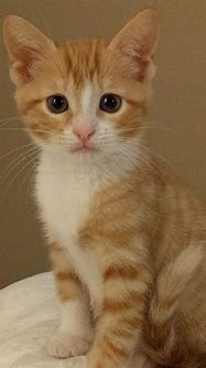 Image result for Cat Orange and White Baby