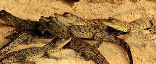 Image result for Baby Caiman Crocodile