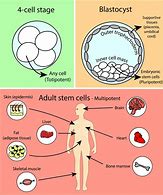 Image result for Skin Stem Cells