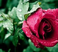 Image result for flower