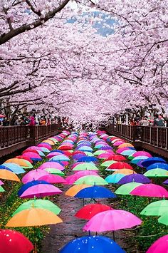 Ned in Oita, Japan — gyclli:

 

Korea Cherry Blossom festival //...