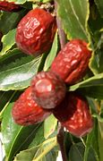 Image result for Juju Berry Tree