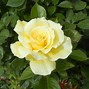 Image result for Gold Rose On Side