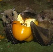 Image result for Cute Bat Eating Fruit
