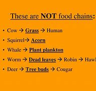 Image result for Squirrel Food Chain