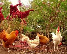Image result for Look at All Those Chickens Vine