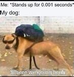 Image result for Lost Dog Meme