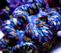 Image result for Teardrop Maxima Clam