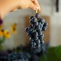 Image result for Grow Grapes
