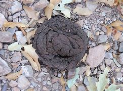 Image result for Missouri Black Bear Poop