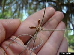 Image result for Spanish Moss Bugs