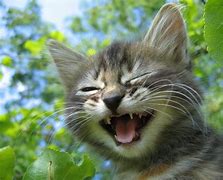 Image result for High Resolution Smiling Cat