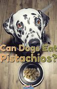 Image result for Pistachio Dog Meme