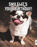 Image result for Funny Happy Birthday with Animals