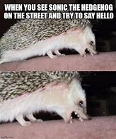 Image result for Hog the Hedgehog Meme