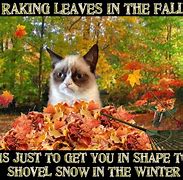 Image result for Grumpy Cat Fall Memes