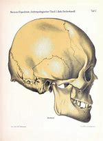 Image result for Skull Mask Evolution