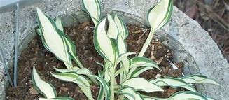 Image result for Hosta Little Jay