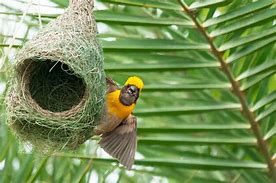 Image result for Bird Nest