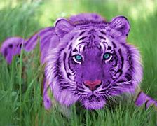 Image result for Bengal Tiger Drawing