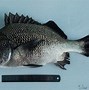 Image result for Florida Grunt Fish Species