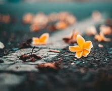 Image result for Blur Flowre Beautiful Image