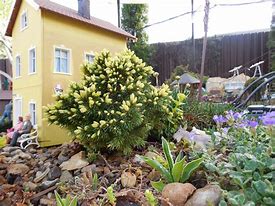 Image result for Picea abies Jalako Gold