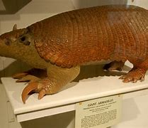 Image result for Giant Armadillo Next to Person