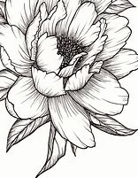 Image result for Black and White Floral Drawings