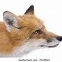 Image result for Side Profile of Angry Fox